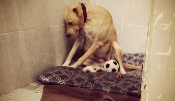 lana sad shelter dog