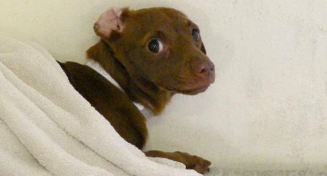 scared shelter dog
