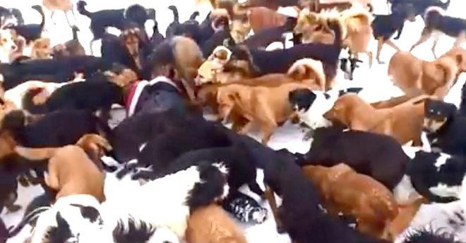 Serbian dog sanctuary