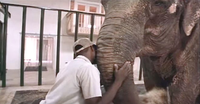 zookeeper bond with elephant