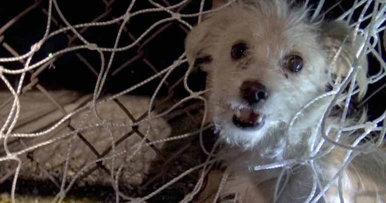 Rescuers Try To Save Frightened Stray Dog With Soccer Net