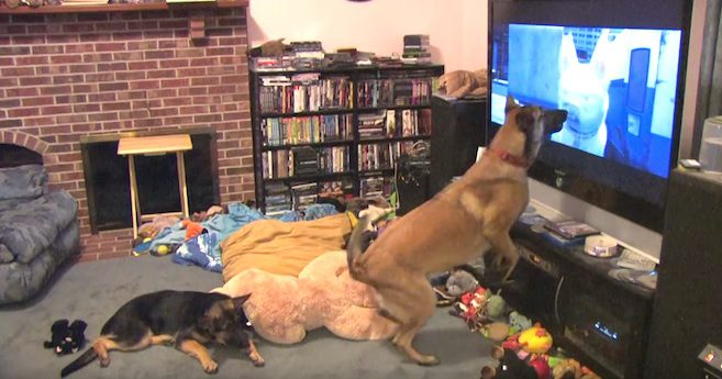 dog loves Disney movie Bolt