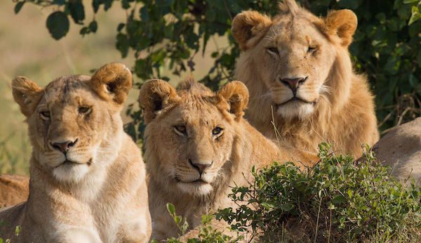 three lions