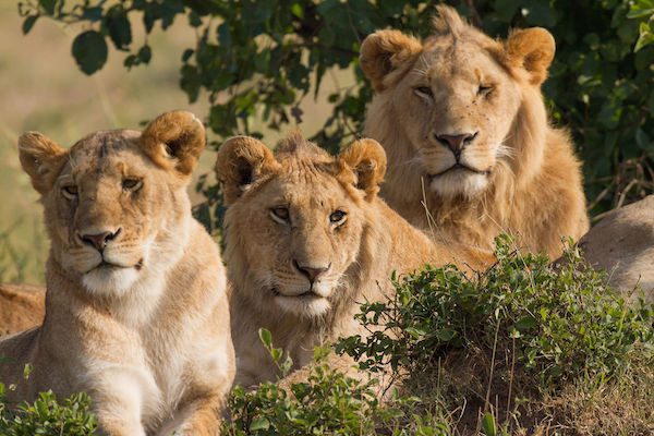 three-lions