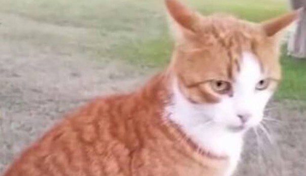 Veterinarian Who Shot Cat With Arrow Having Her License Revoked