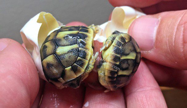 Man Helps Tiny Twin Tortoises Free Themselves From Egg
