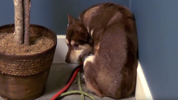 Dogs Deemed Unadoptable Go To Special Center For Help