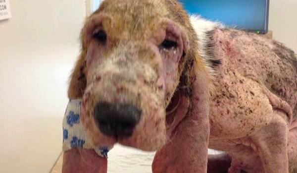 Rescuer Finds Dying Puppy On Her Street And Nurses Him Back To Health