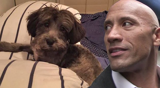 Dwayne ‘The Rock’ Johnson Helps Save Abandoned And Tortured Puppy Who Was Named After Him