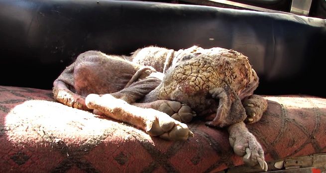 street dog with severe mange
