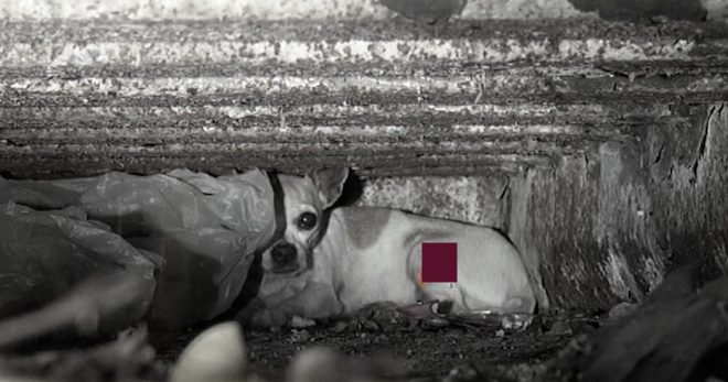 Injured Chihuahua Who Hid From Rescuers Needs A Home To Heal Her Soul