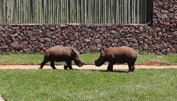 Orphaned Baby Rhinos Get A New Lease On Life
