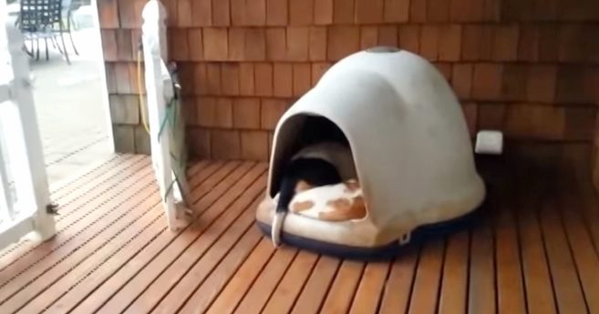 basset hounds in kennel