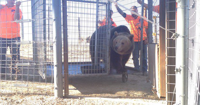 bears freed