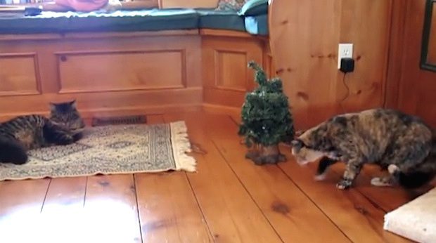cat and singing Christmas tree