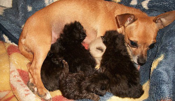 chihuahua and kittens
