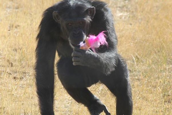 chimp-sanctuary-1