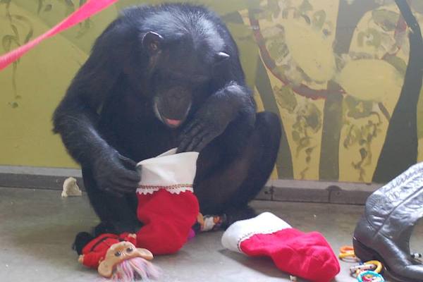 chimp-sanctuary-10
