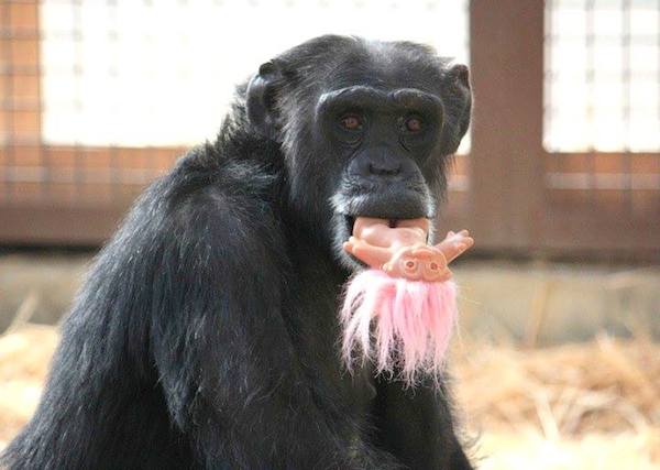 chimp-sanctuary-11