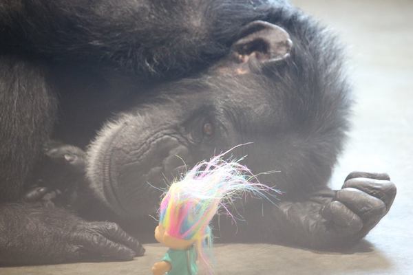 chimp-sanctuary-12