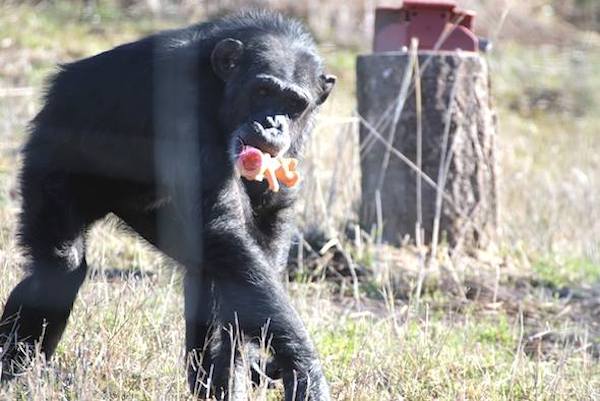 chimp-sanctuary-2