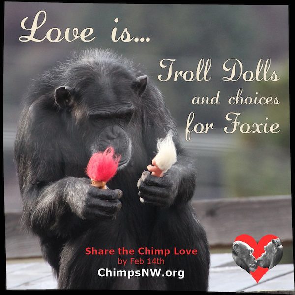 chimp-sanctuary-4