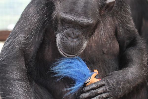 chimp-sanctuary-6