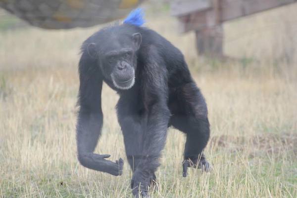 chimp-sanctuary-7