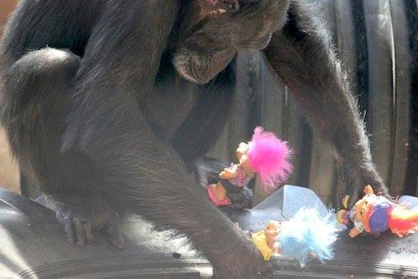 chimp-sanctuary-9