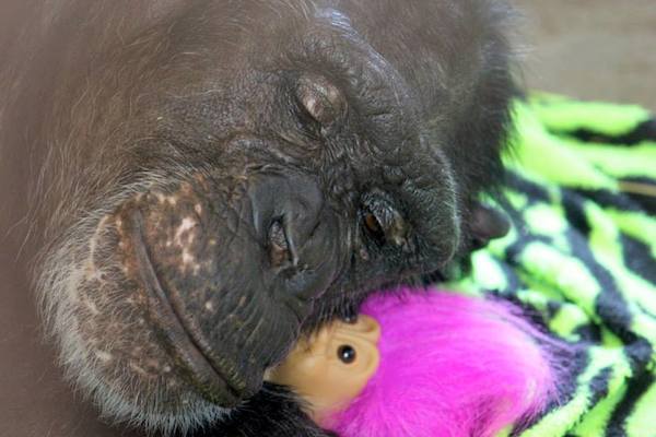 chimp-sanctuary-jamie-1