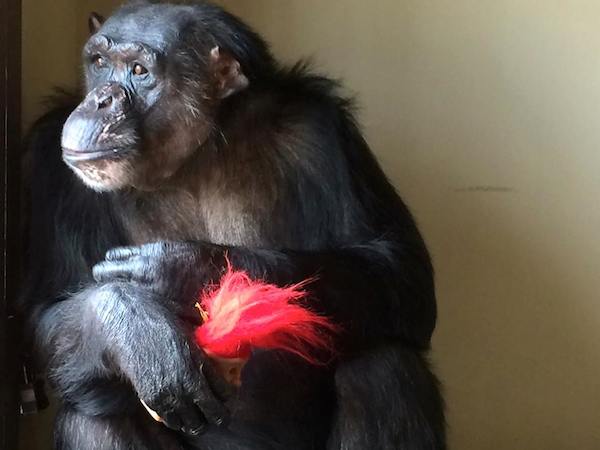 chimp-sanctuary-negra-1