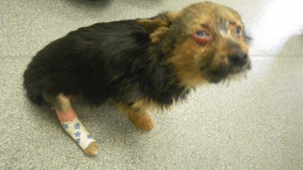 Dog Who Was Stolen And Tortured By Teens Miraculously Recovers and Reunites with Loving Owners