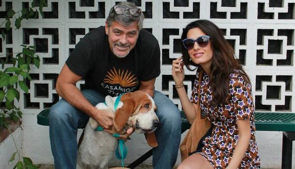 Basset Hound Who Was Starving In The Streets Adopted By George And Amal Clooney