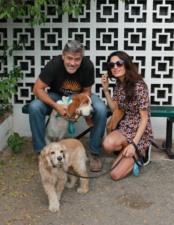 clooney-dog