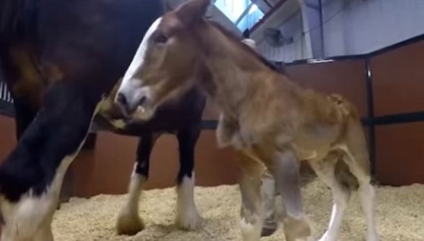 baby clydesdale