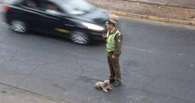 cop helps dog hit by car