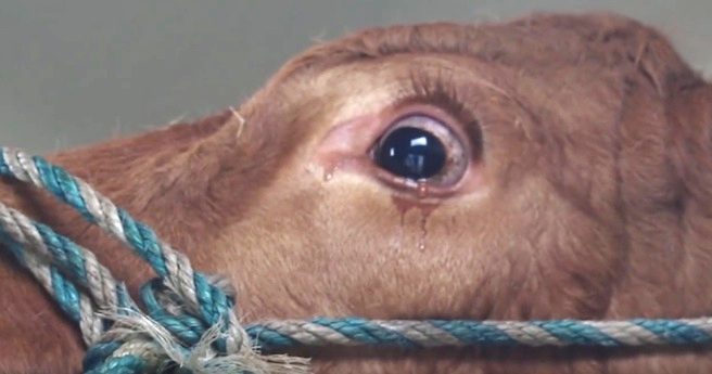 cow cries