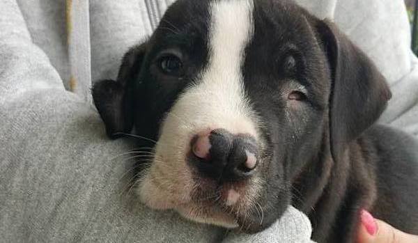 Adorable Pit Bull Puppy Dumped At Shelter Because Of His Imperfections