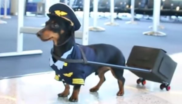 crusoe the dachshund