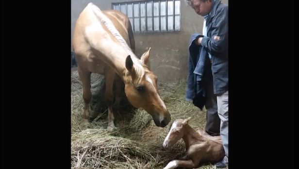Couple Shocked When Horse Begins Giving Birth To “Miracle” Second Foal
