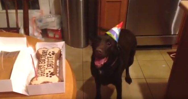 dog loves birthday celebration