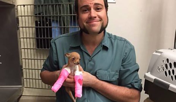 Darla the Chihuahua