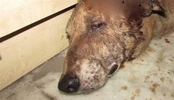 injured dog in basement