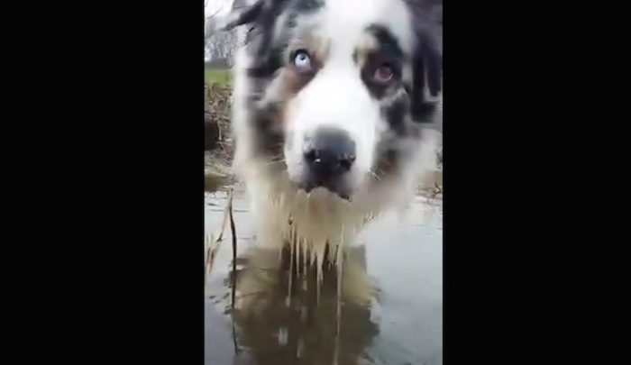 Dog Notices A Puddle During A Walk And Does Funniest Thing
