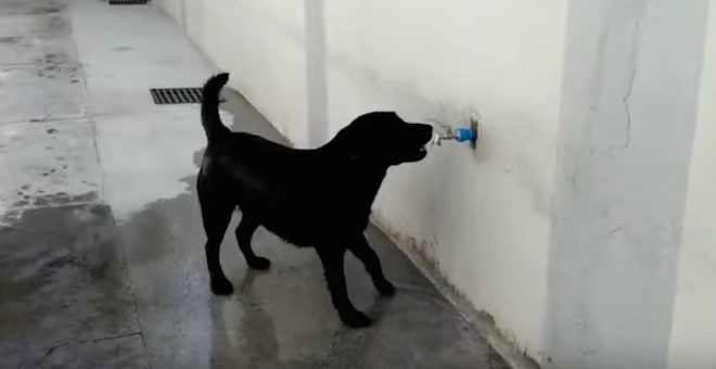 Smart Dog Figures Out How To Give Herself A Shower On Hot Day