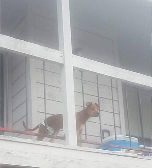 dog-houston-1