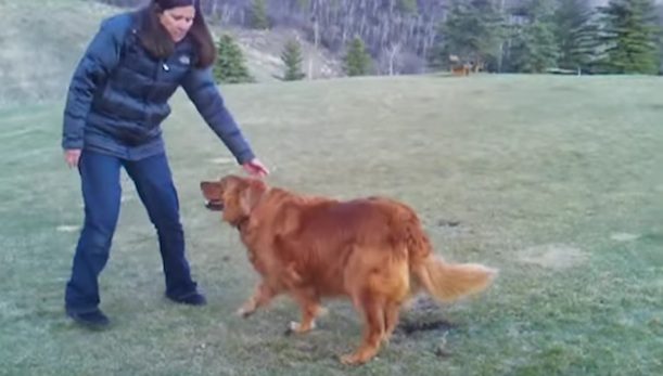 dog in dog park