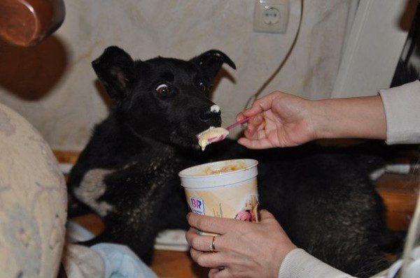 dog-trek-home