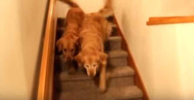 Golden Retrievers Decide That Trick Or Treating Is Not Just For The Kids