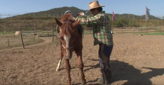 dramatic horse